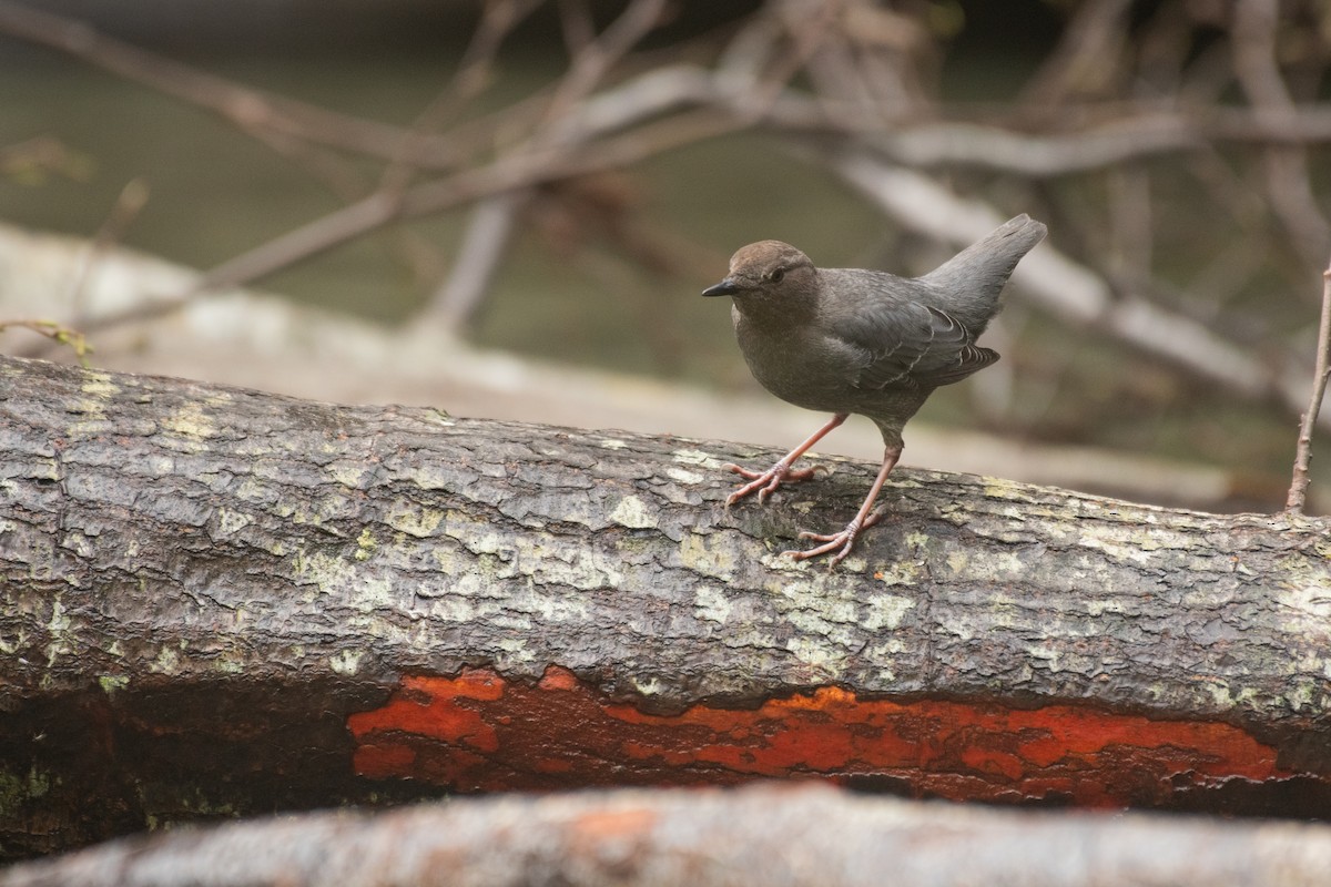 American Dipper - ML640412353
