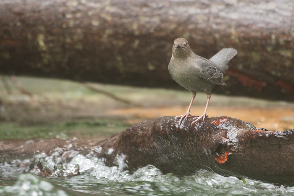 American Dipper - ML640412354