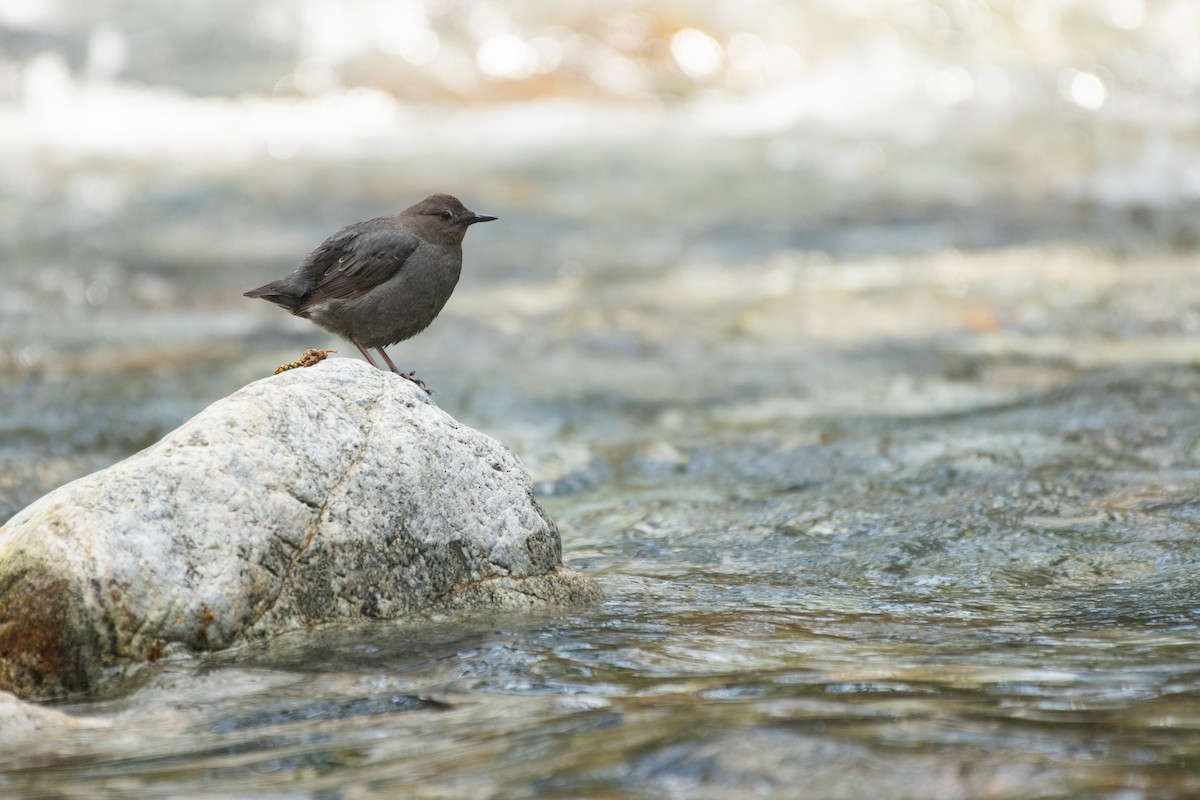 American Dipper - ML640412355