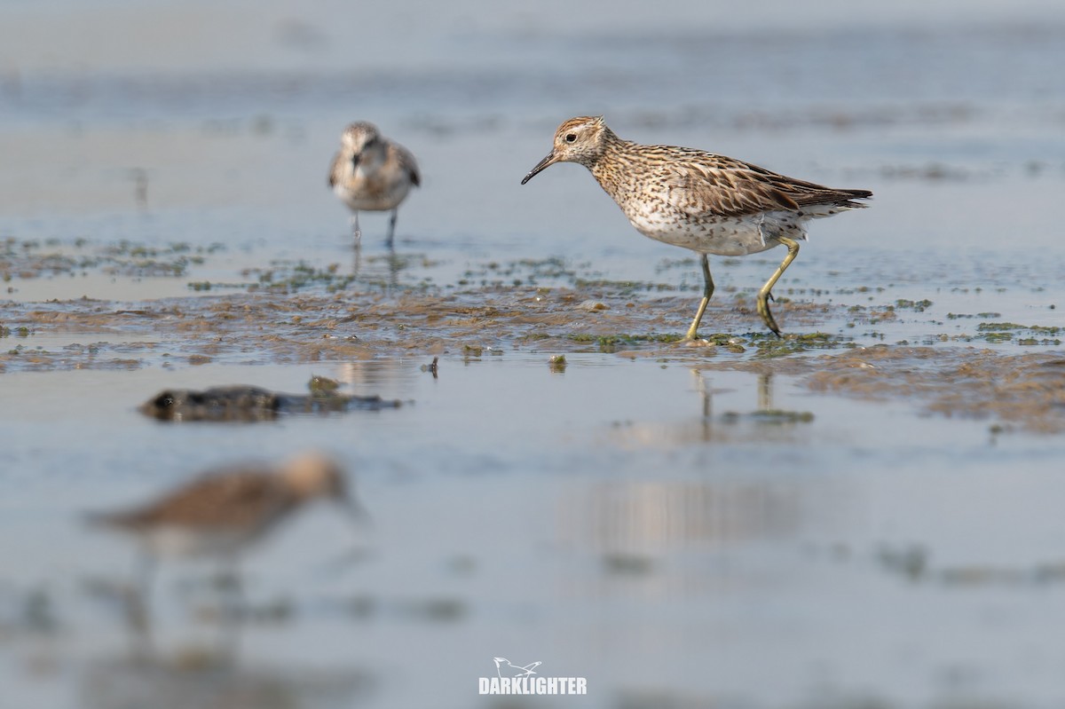 Sharp-tailed Sandpiper - ML640412402