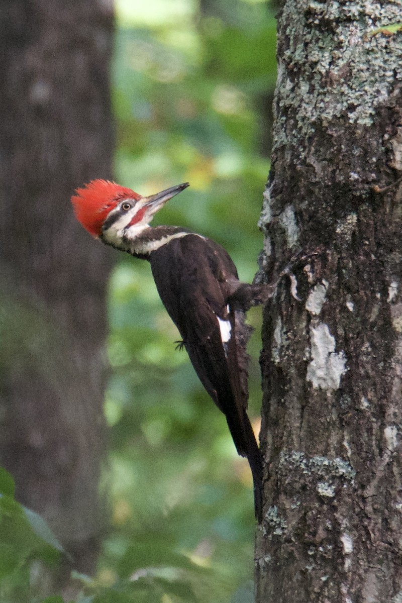 Pileated Woodpecker - ML640412435