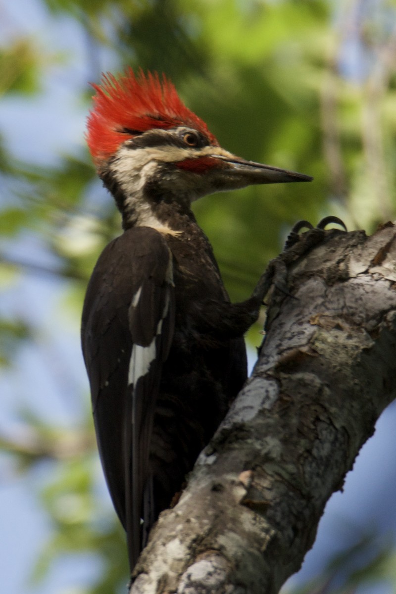 Pileated Woodpecker - ML640412436