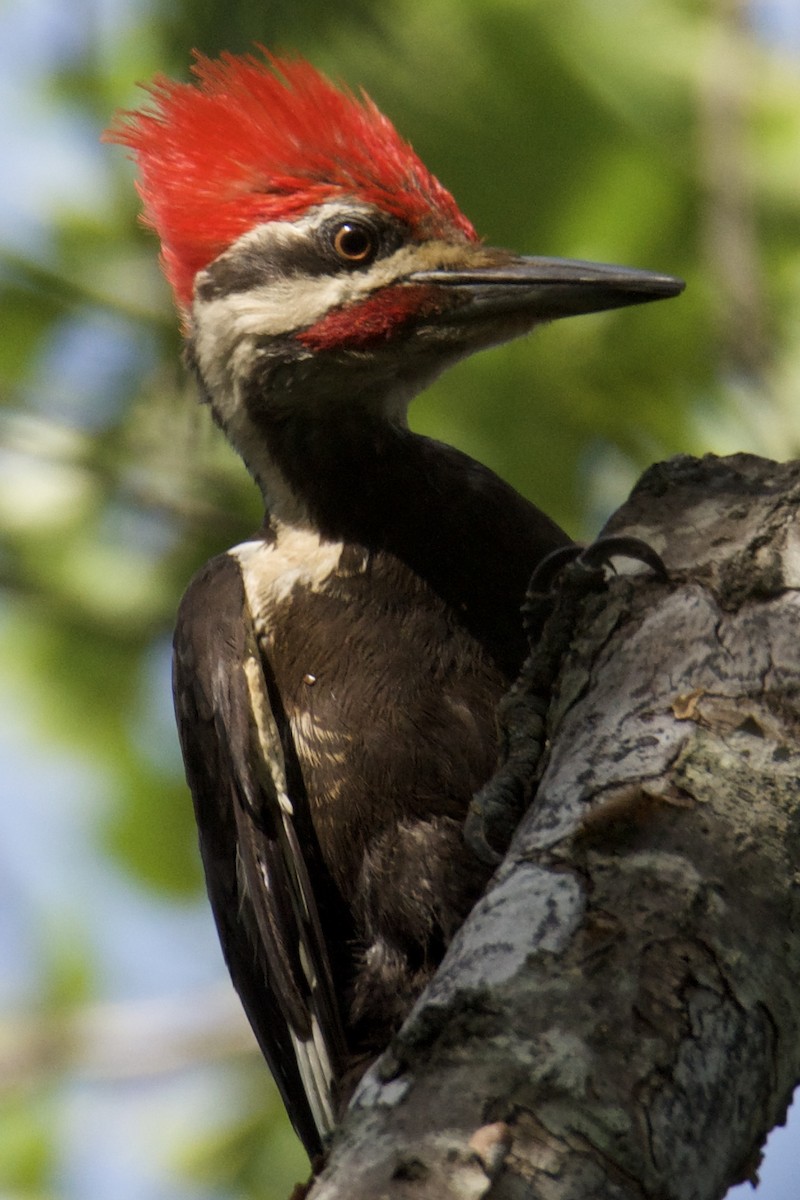 Pileated Woodpecker - ML640412437