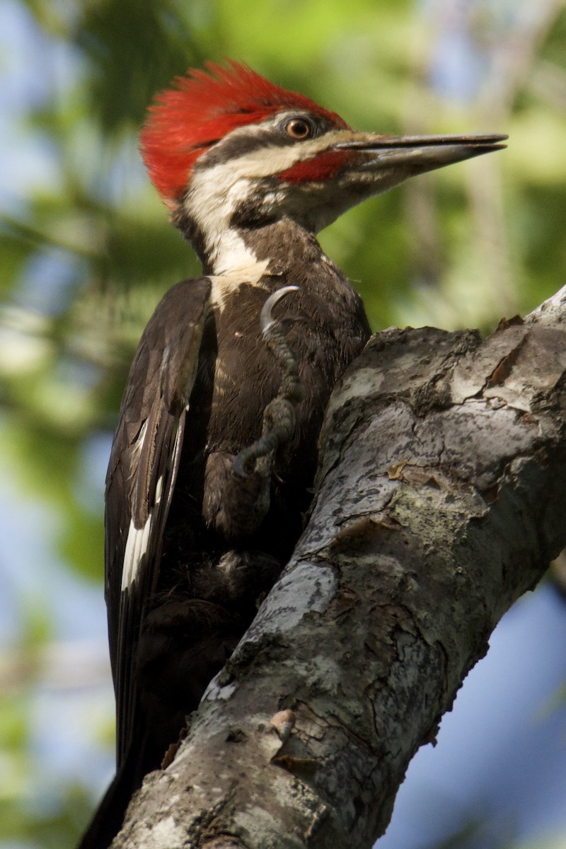 Pileated Woodpecker - ML640412438