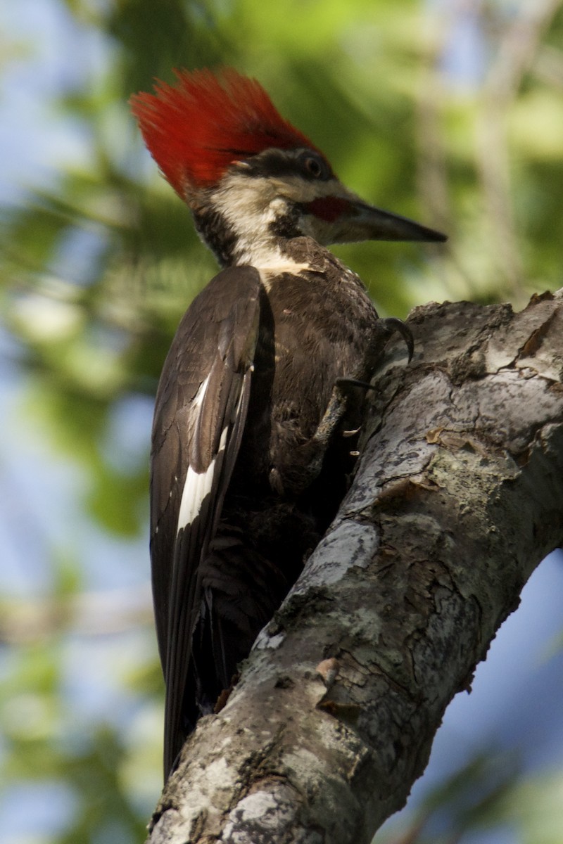 Pileated Woodpecker - ML640412439