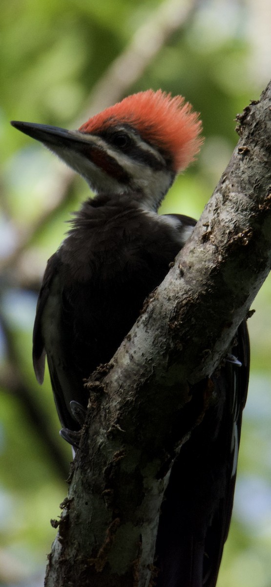 Pileated Woodpecker - ML640412440