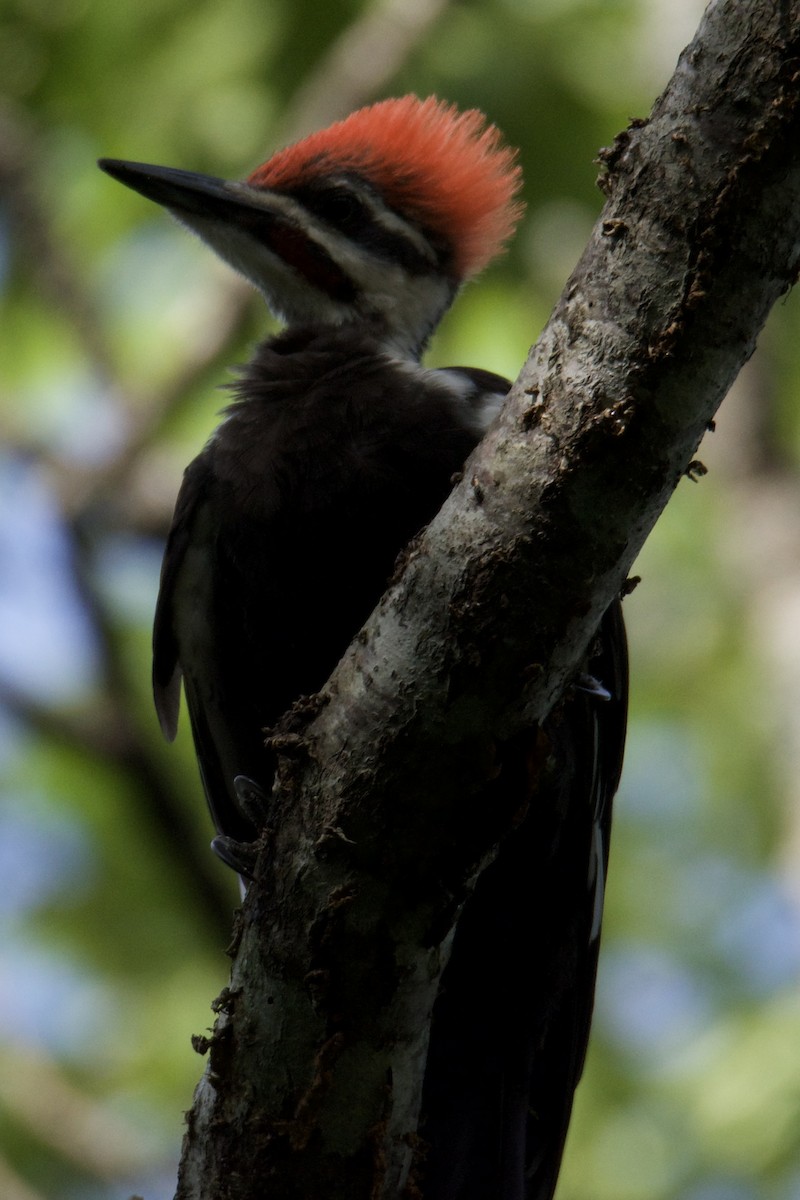 Pileated Woodpecker - ML640412441
