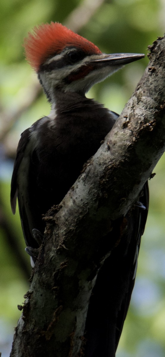 Pileated Woodpecker - ML640412442
