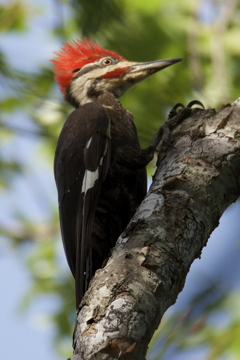 Pileated Woodpecker - ML640412443