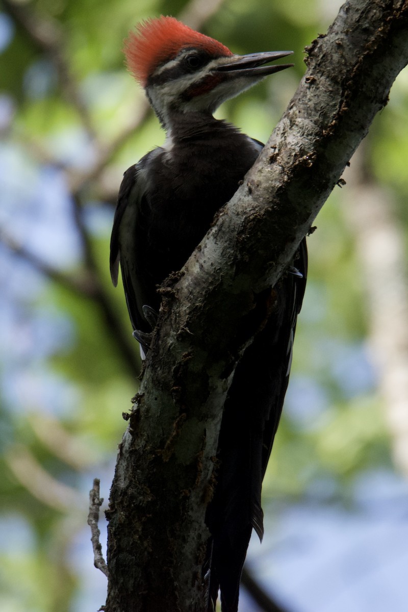 Pileated Woodpecker - ML640412444