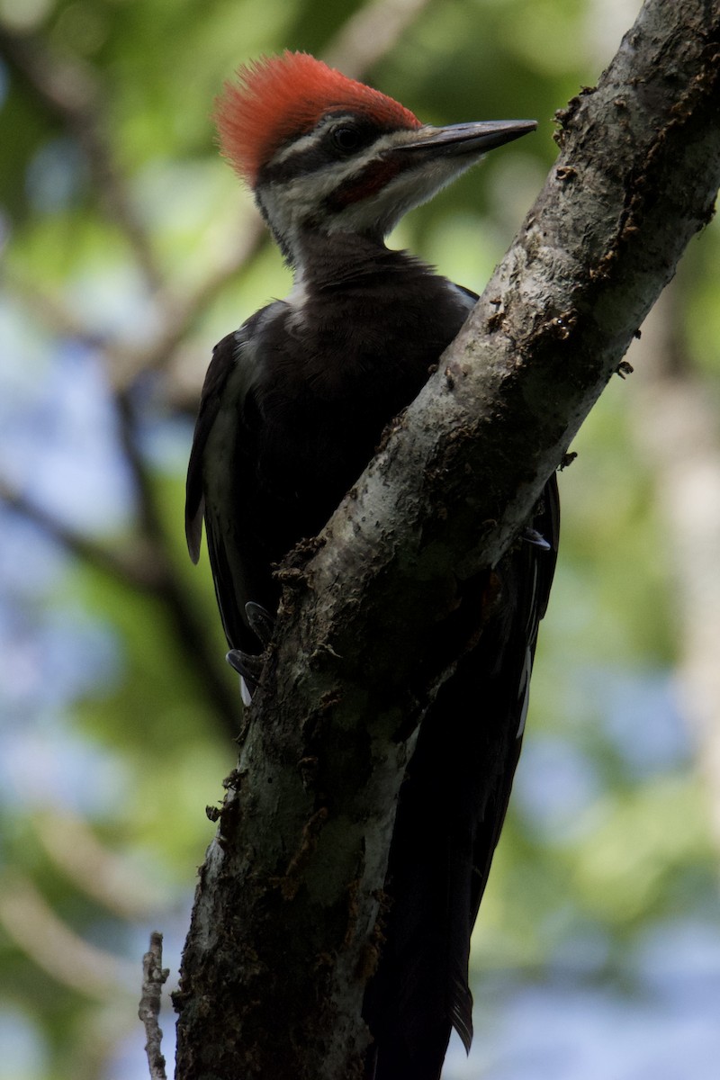 Pileated Woodpecker - ML640412445