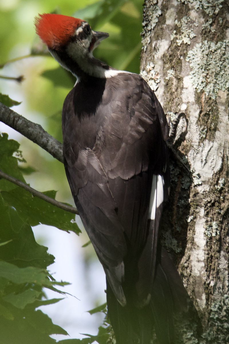 Pileated Woodpecker - ML640412448