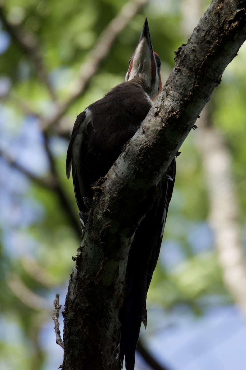 Pileated Woodpecker - ML640412450