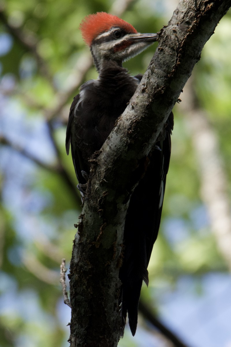 Pileated Woodpecker - ML640412451