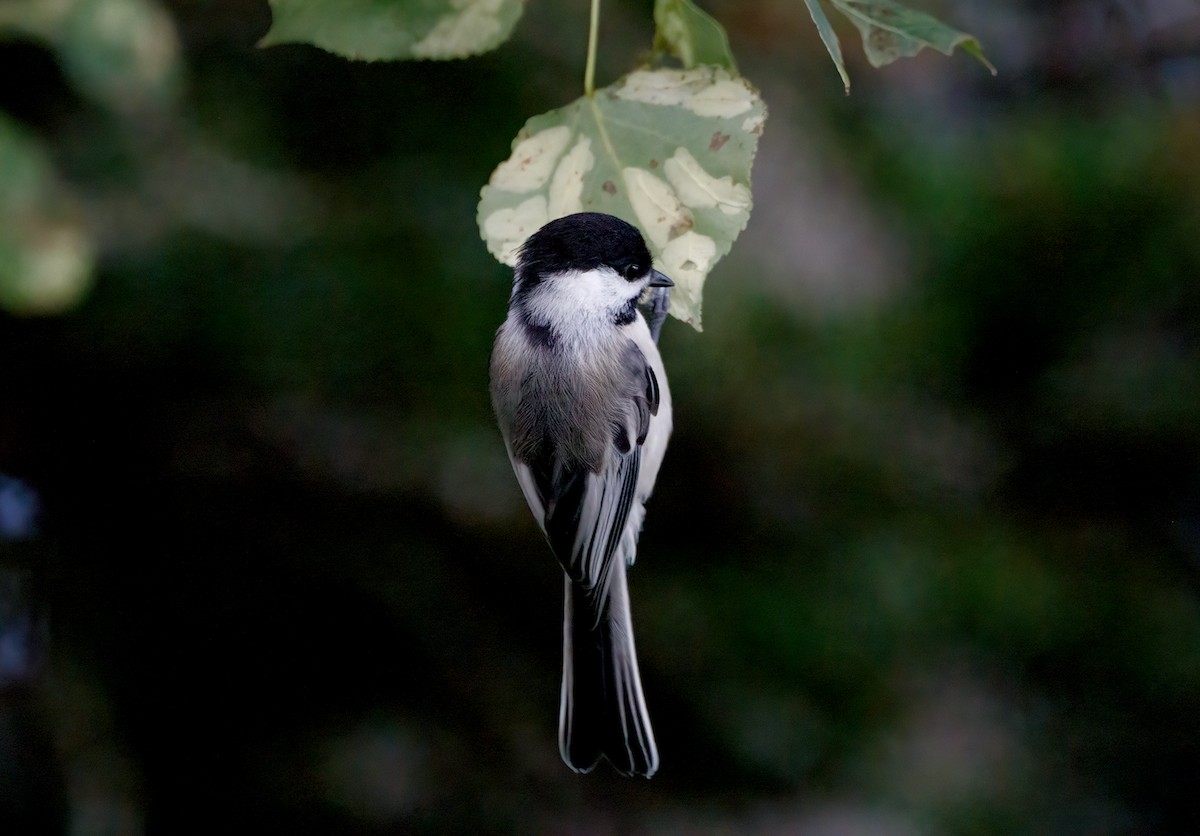 Black-capped Chickadee - ML640412466