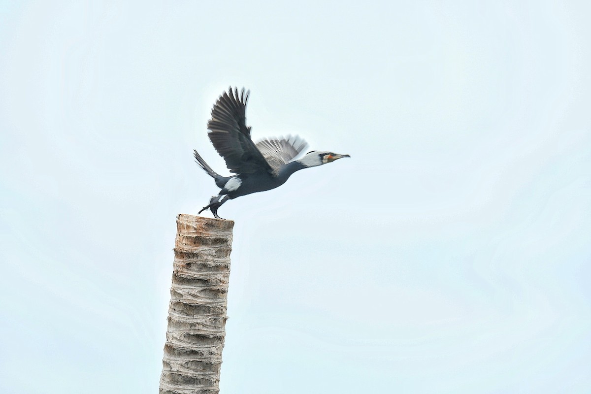 鸕鷀 - ML640412468