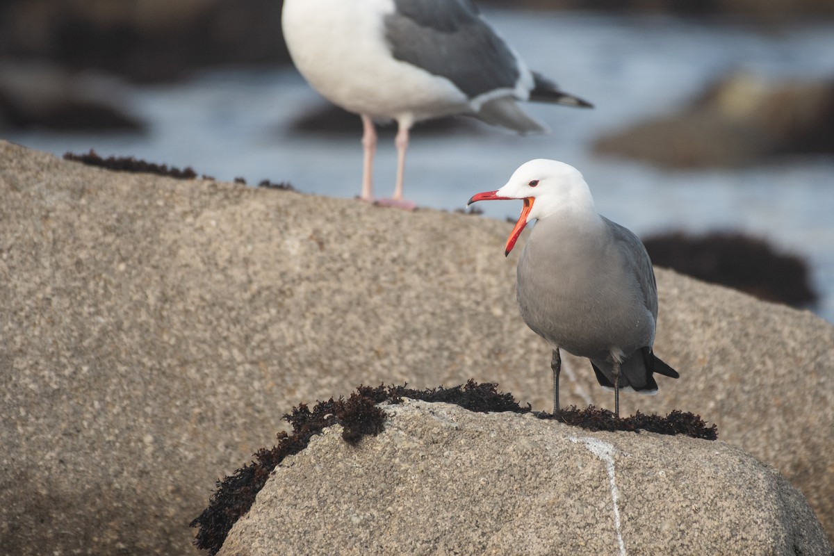 Heermann's Gull - ML640412488