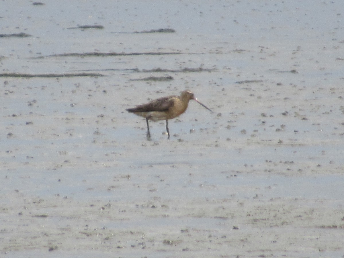 Black-tailed Godwit - ML640412494