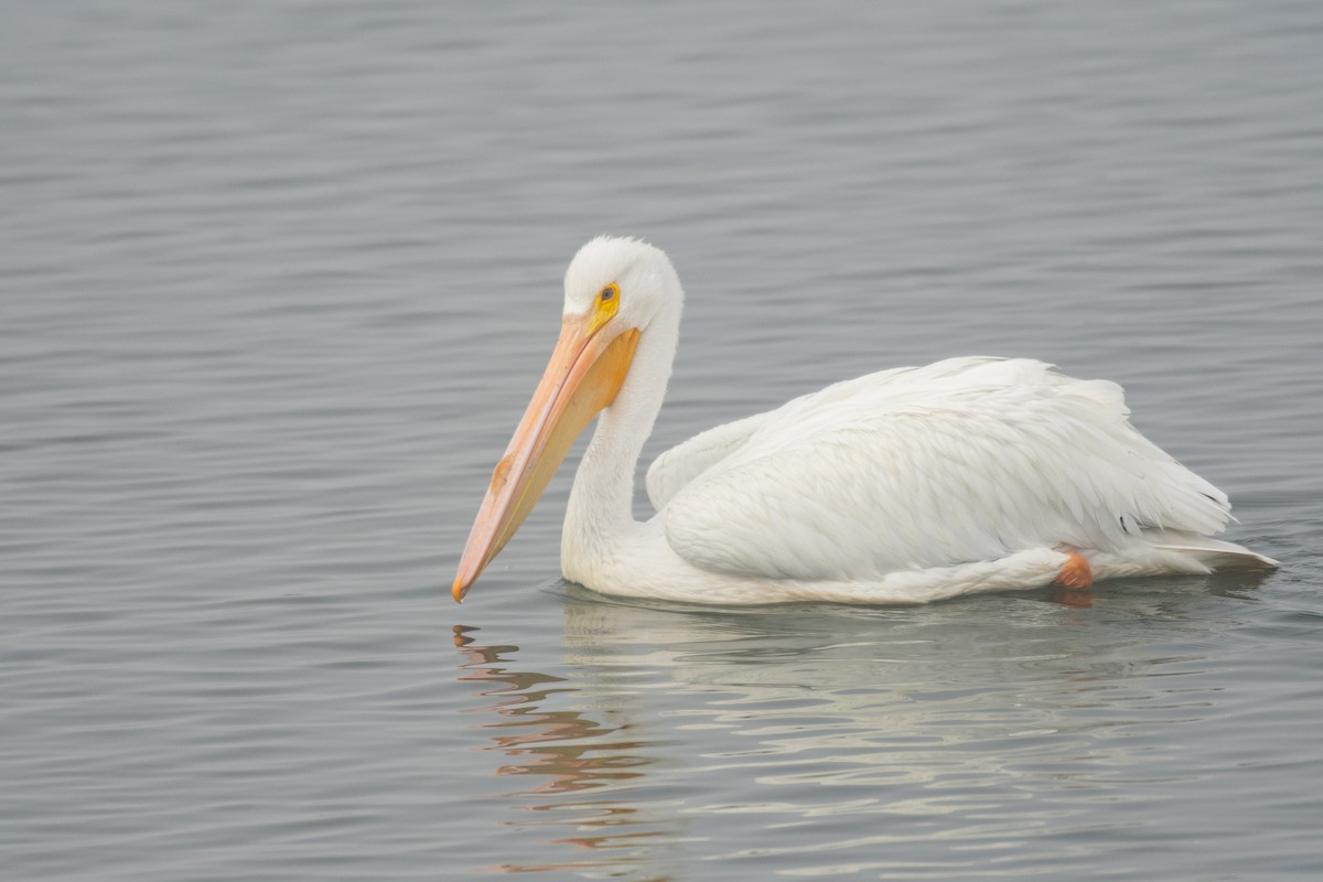 American White Pelican - ML640412537