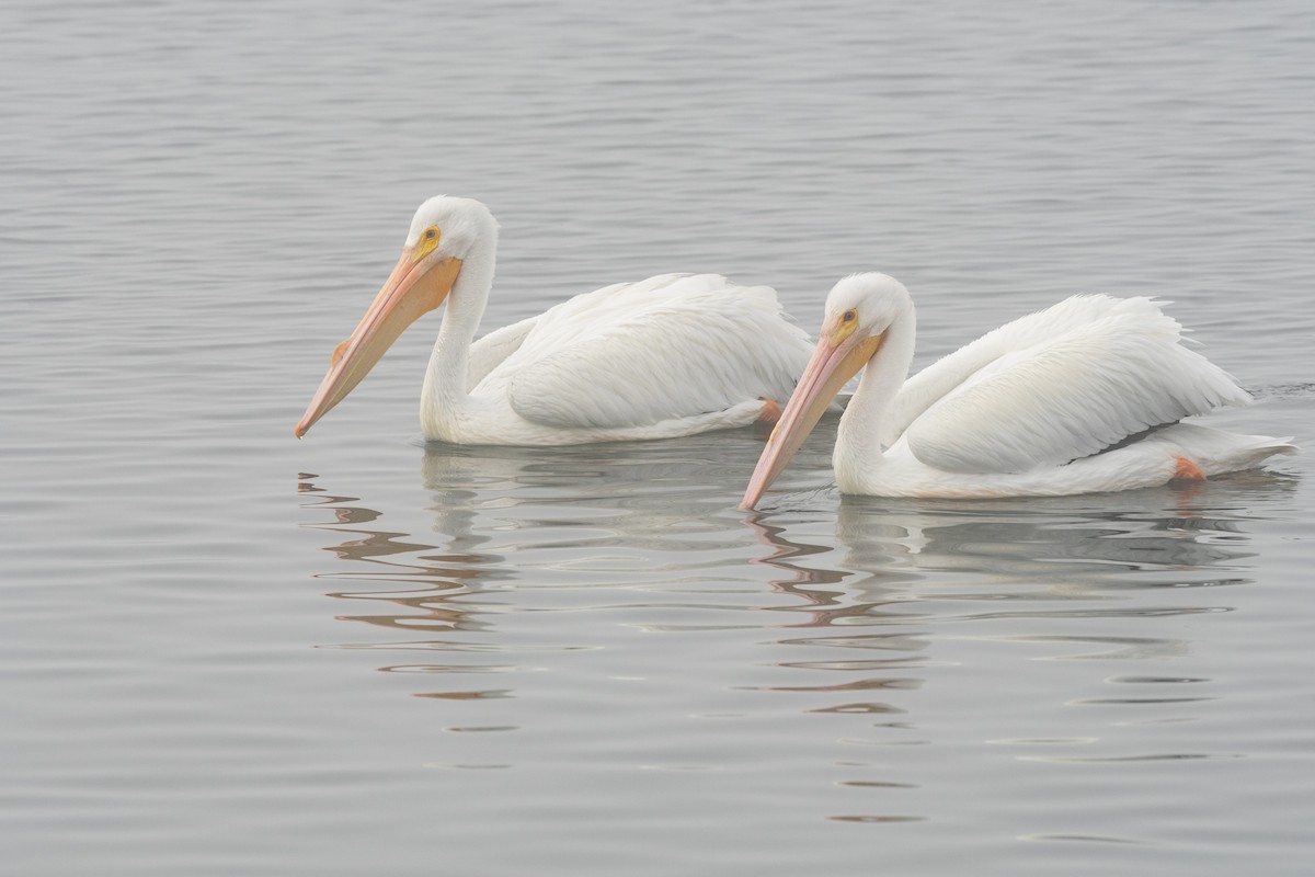 American White Pelican - ML640412538