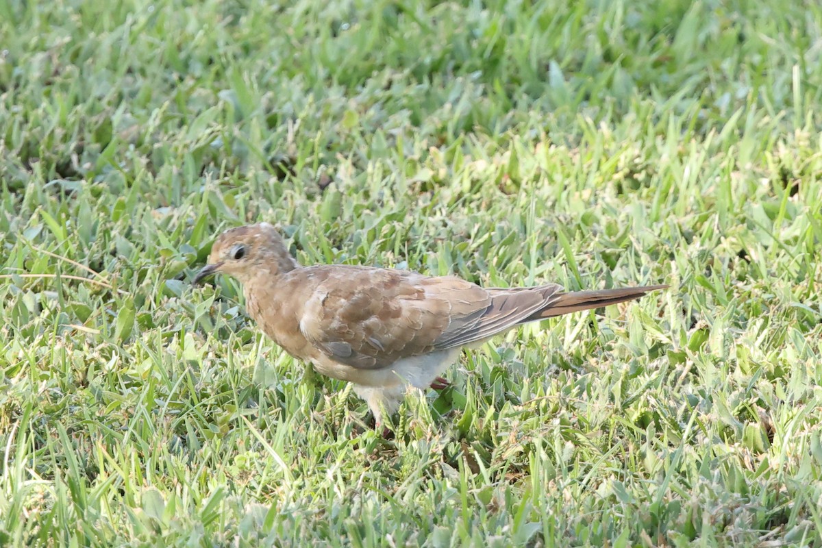 Columbidae sp. - ML640412553