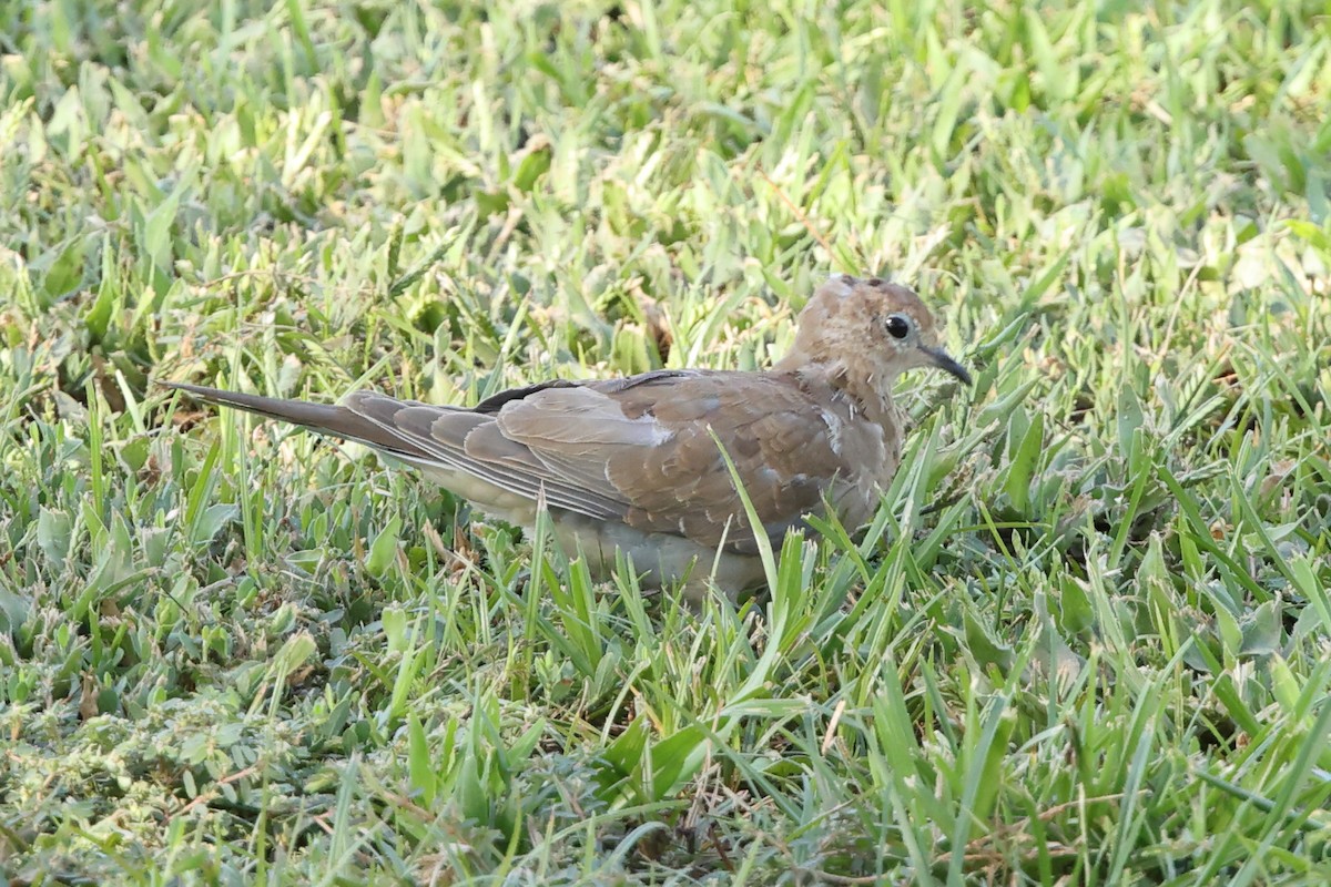 Columbidae sp. - ML640412554