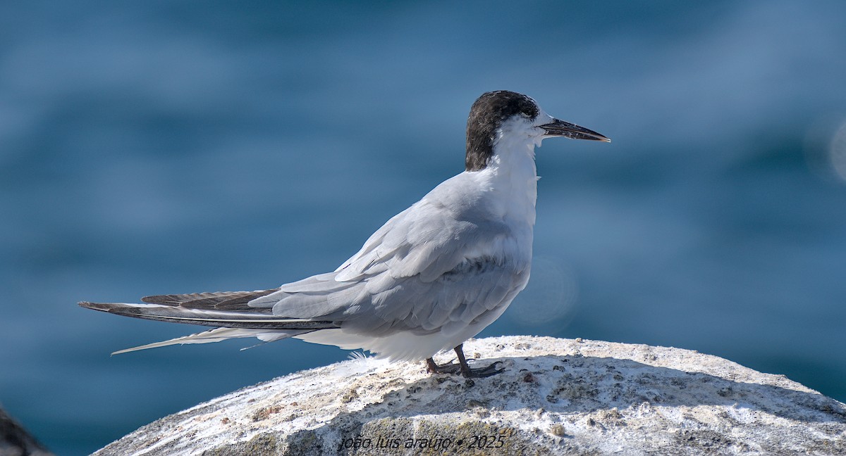 Roseate Tern - ML640412565