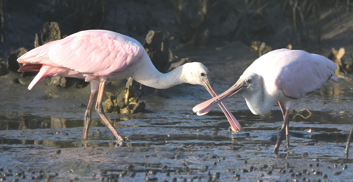 Roseate Spoonbill - ML640412567