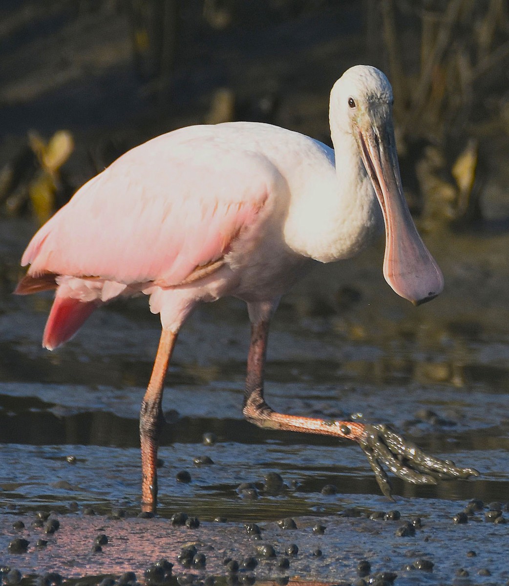 Roseate Spoonbill - ML640412590