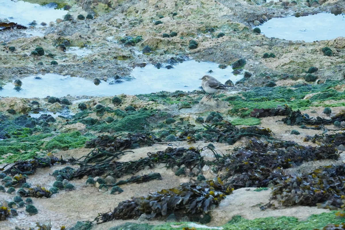 White Wagtail - ML640412594