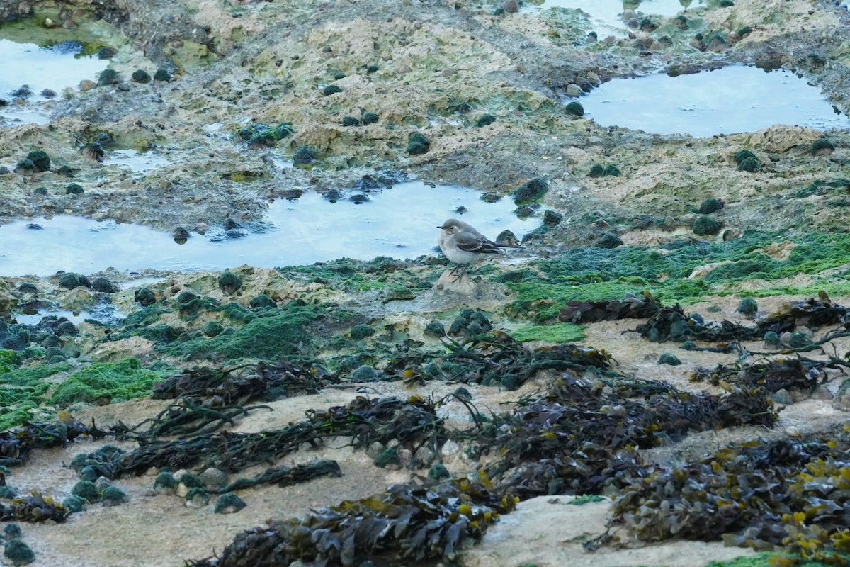 White Wagtail - ML640412595