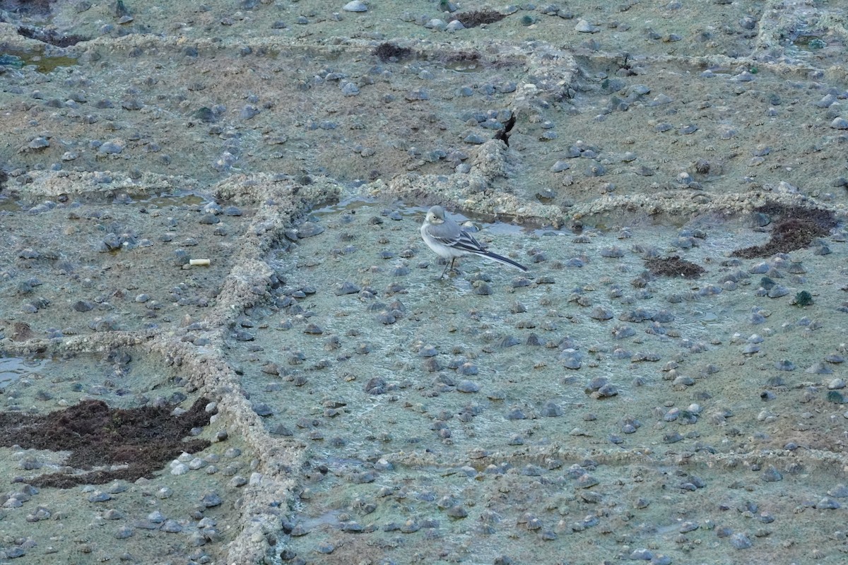 White Wagtail - ML640412655