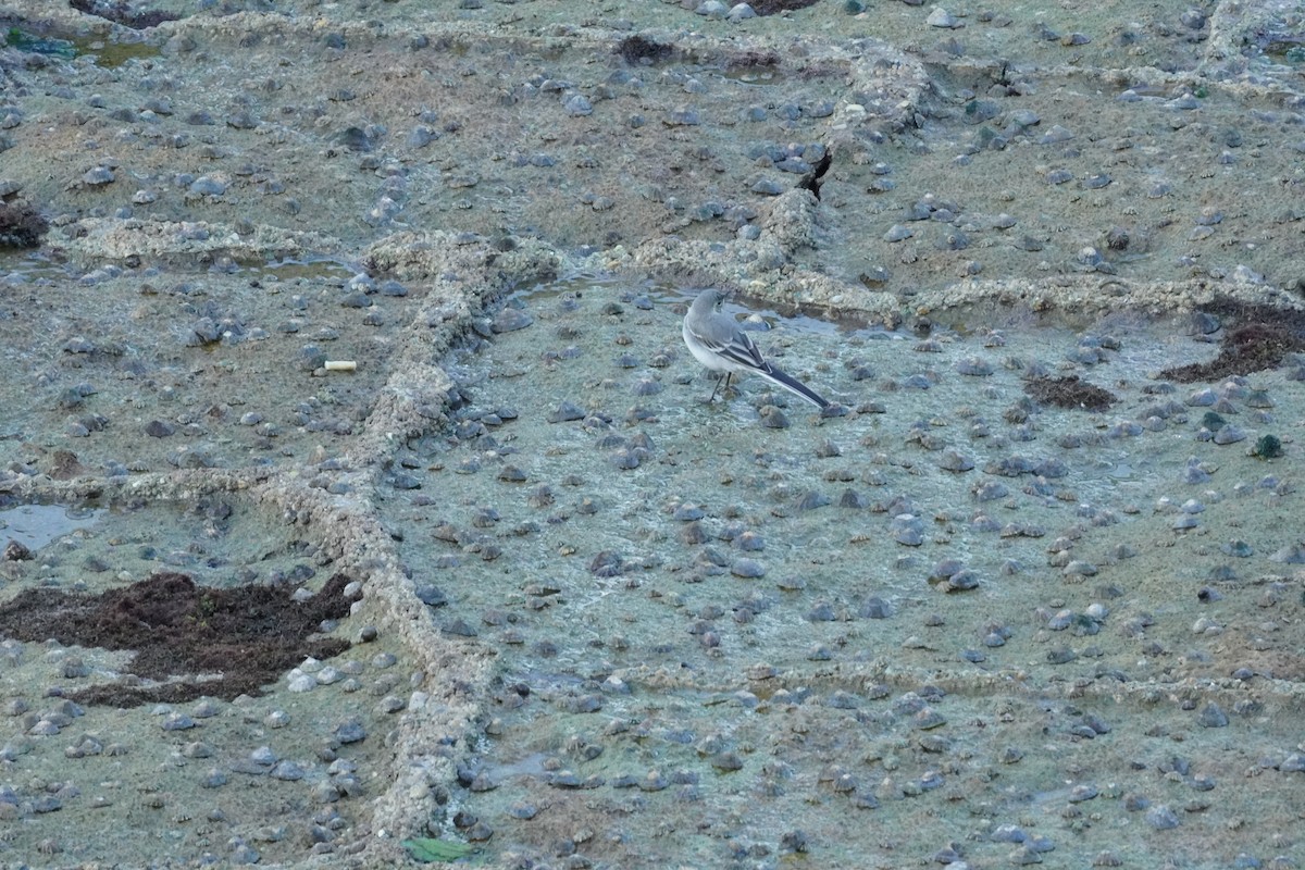 White Wagtail - ML640412656