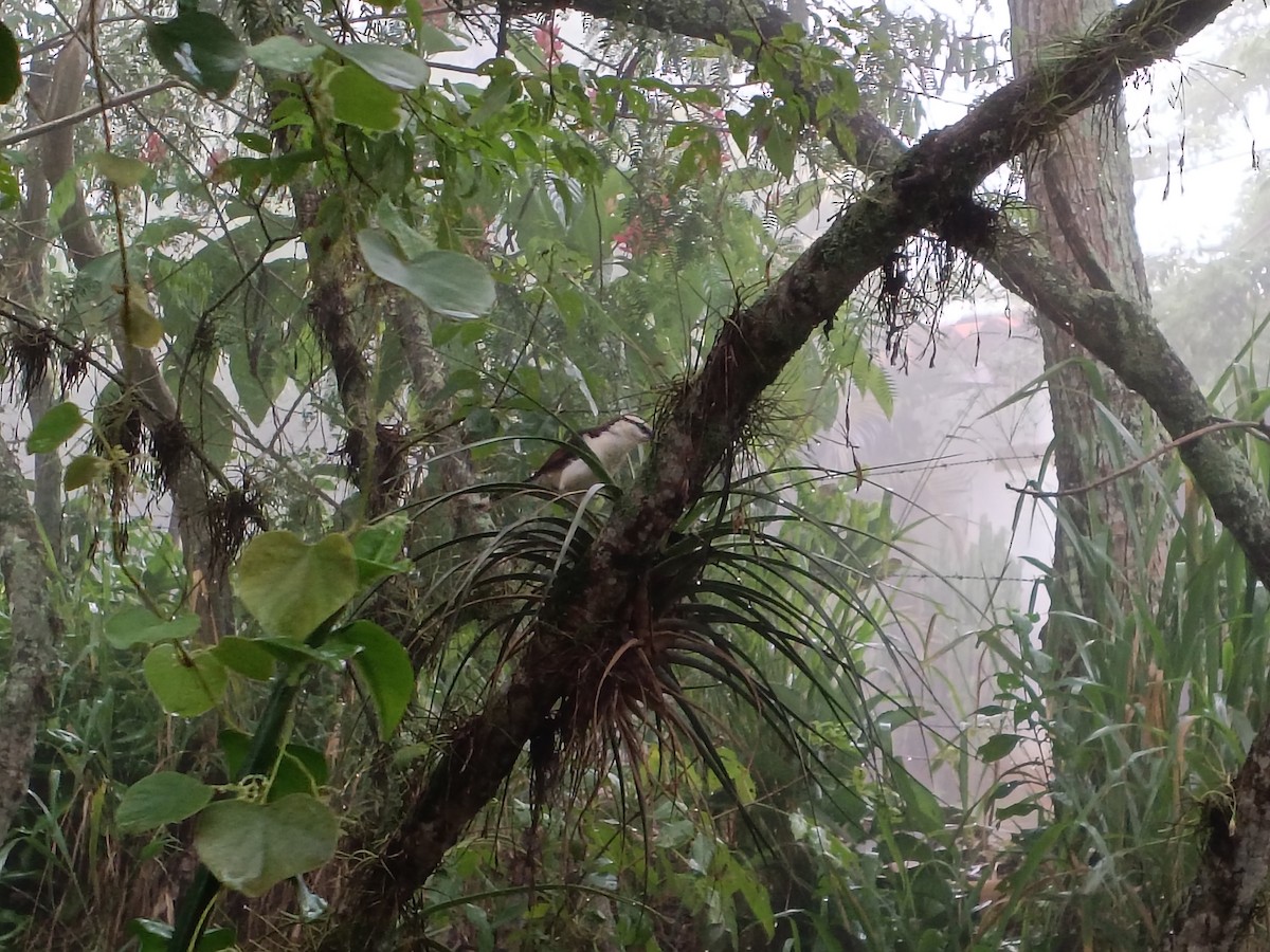 Bicolored Wren - ML640412657