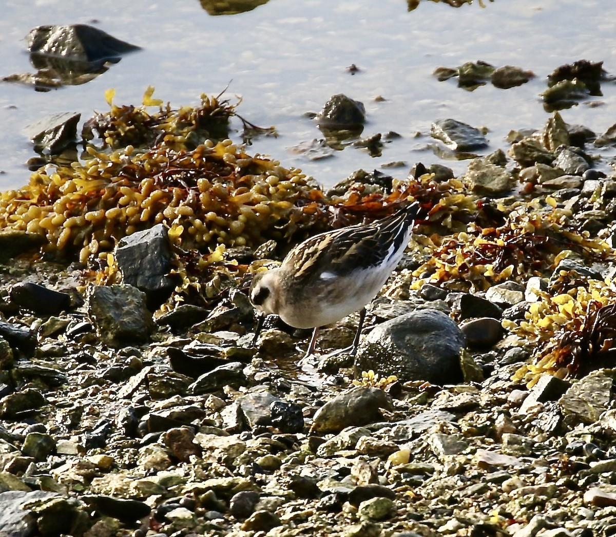 Red-necked Phalarope - ML640412704