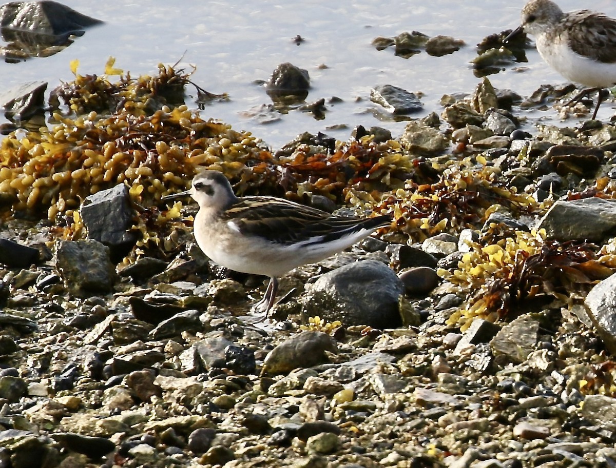 Red-necked Phalarope - ML640412706