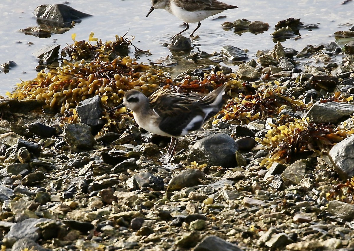 Red-necked Phalarope - ML640412707