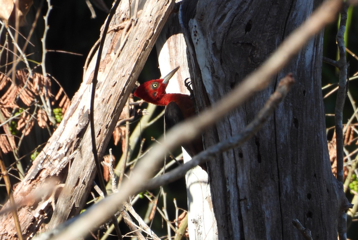 Red-necked Woodpecker - ML640412719