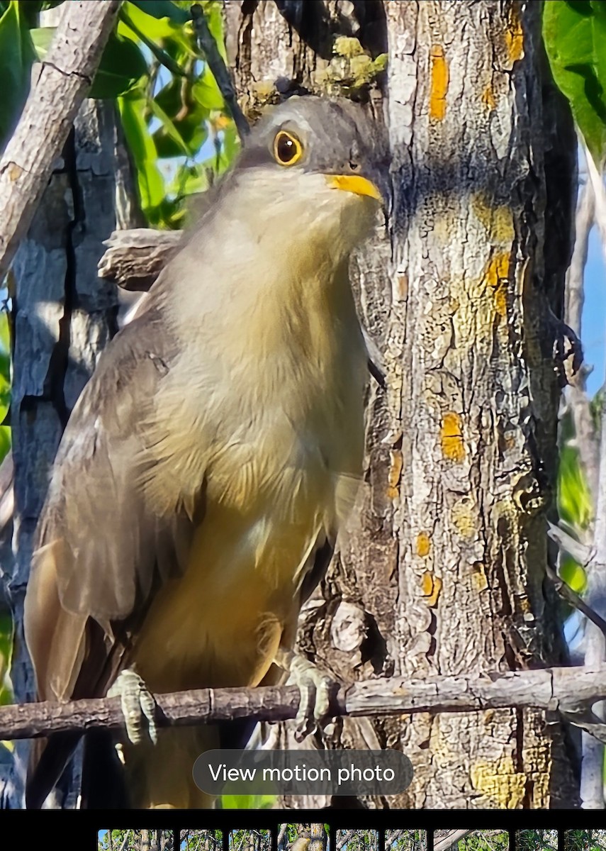 Mangrove Cuckoo - ML640412734
