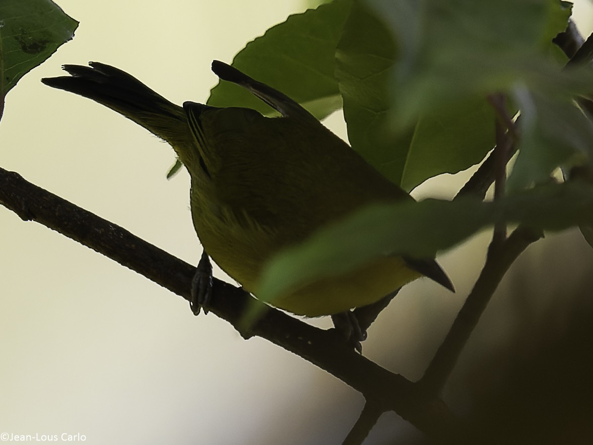 Green White-eye - ML640412751