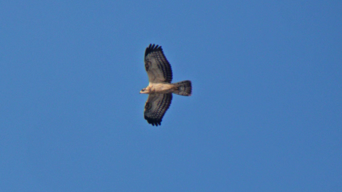 European Honey-buzzard - ML640412782