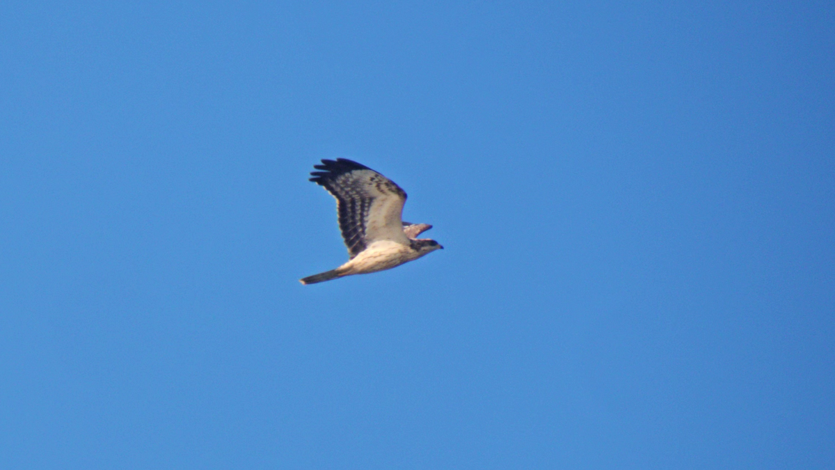 European Honey-buzzard - ML640412783