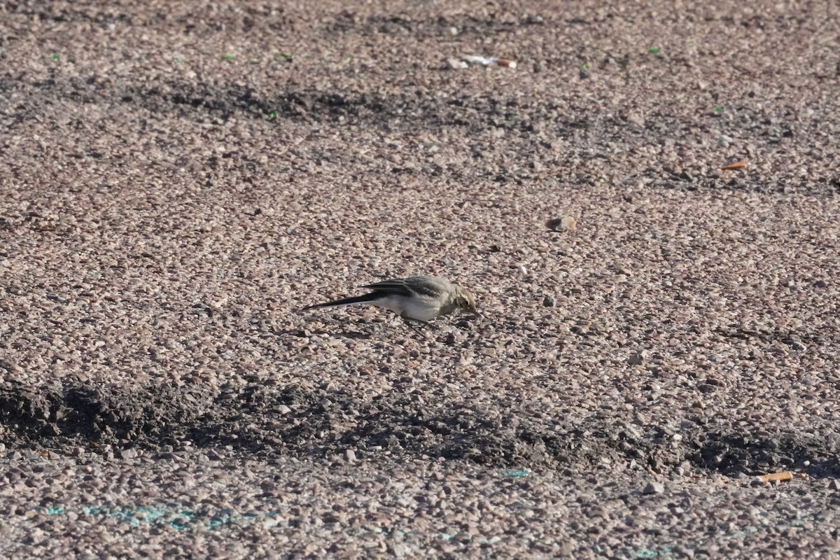White Wagtail - ML640412836