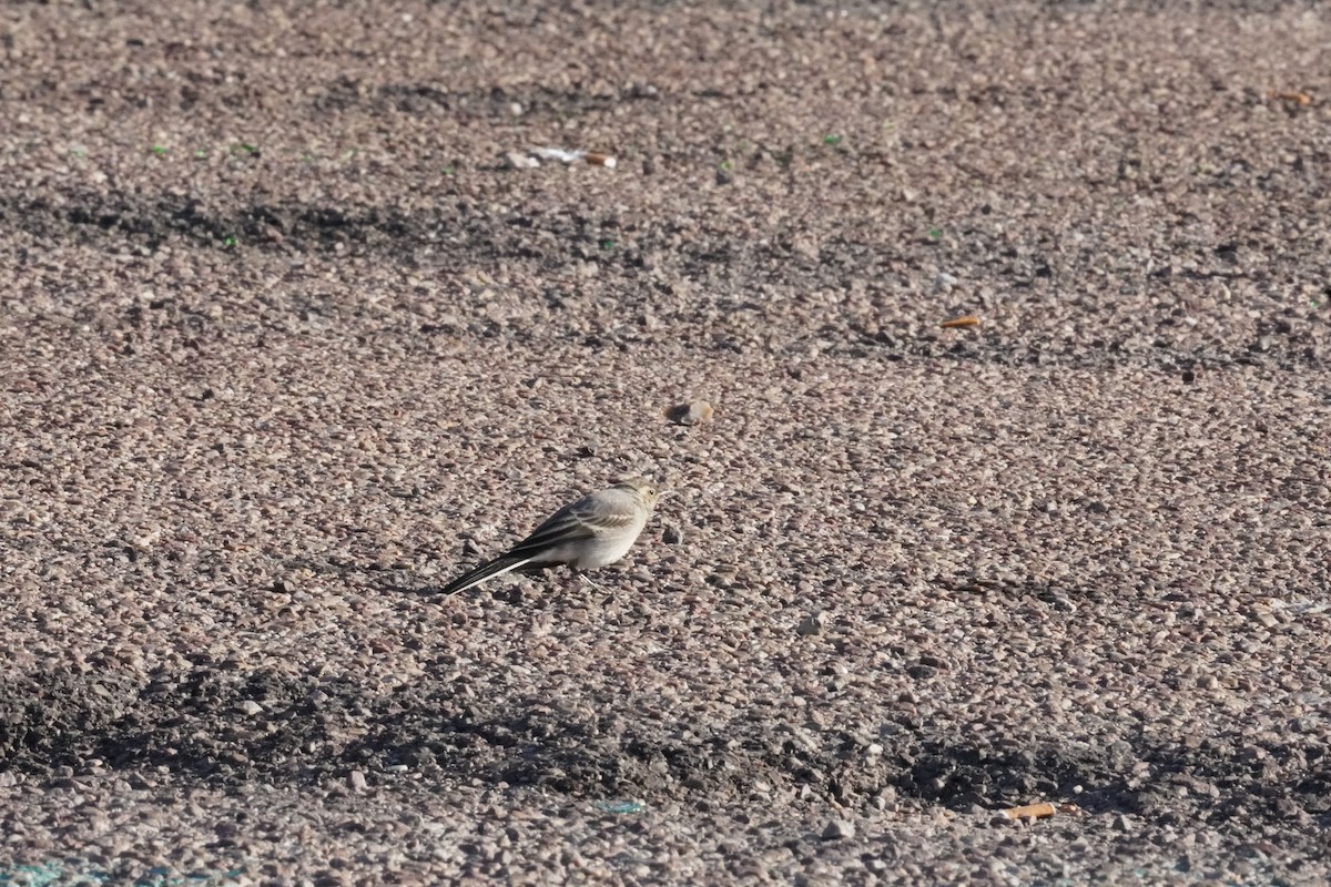 White Wagtail - ML640412839
