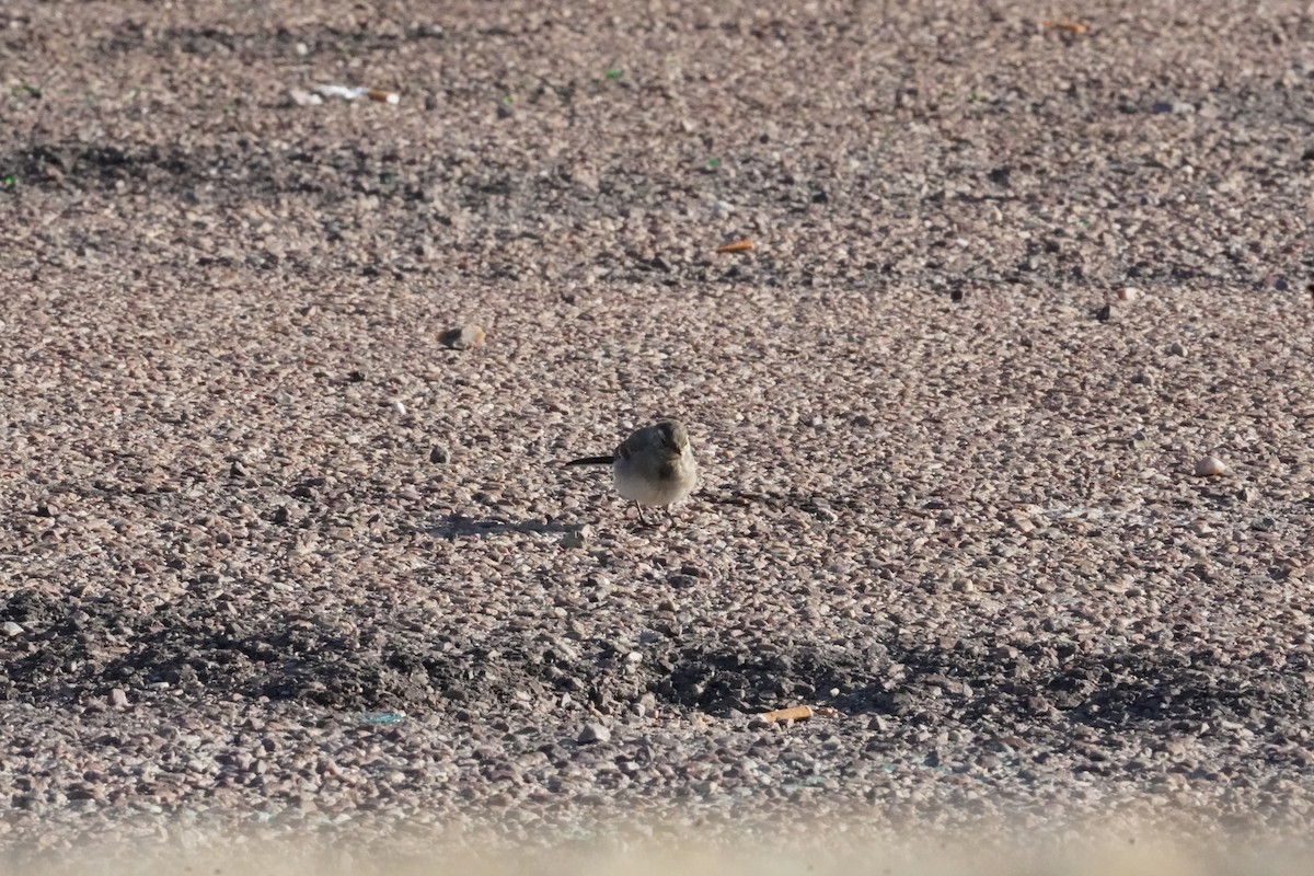 White Wagtail - ML640412840