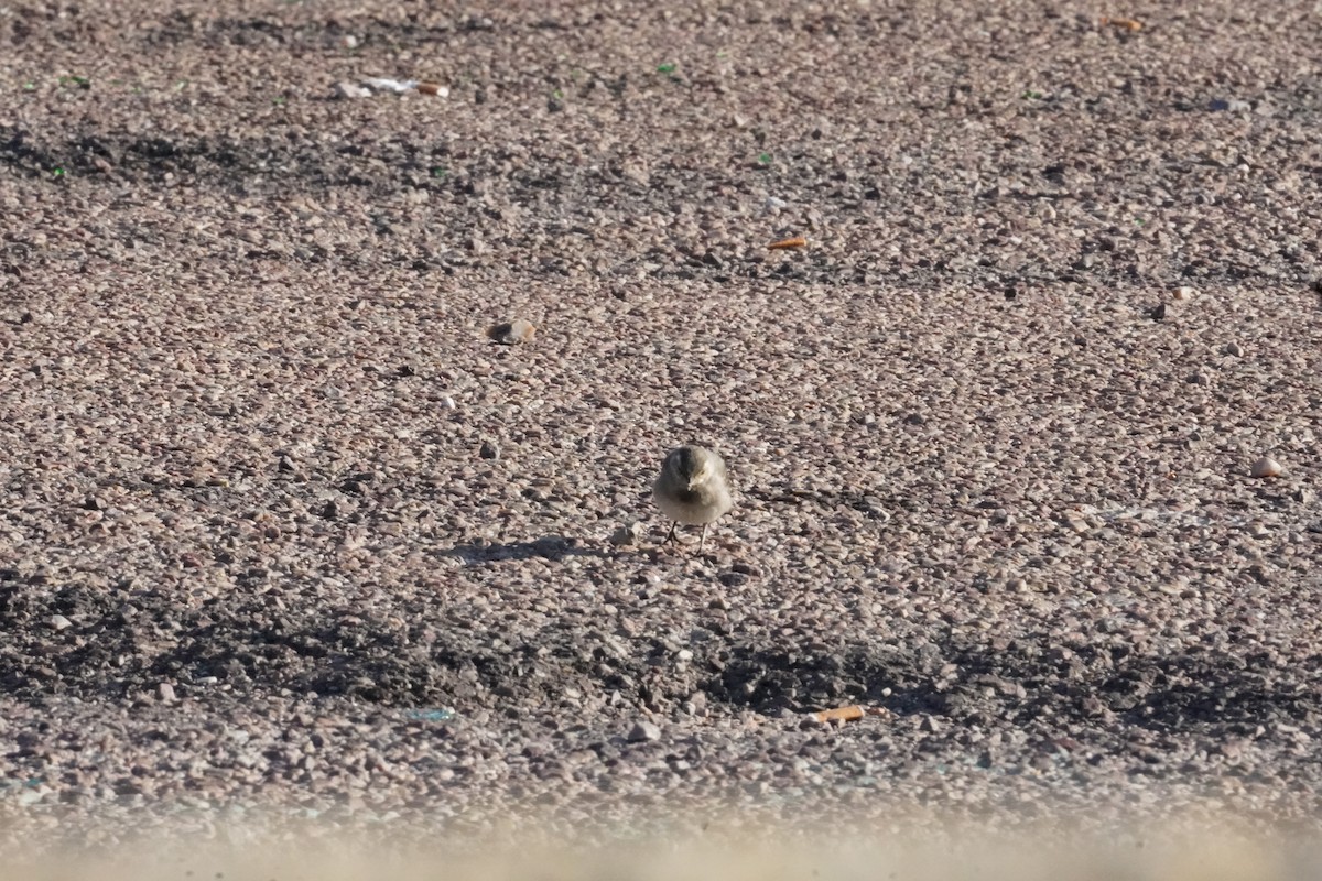 White Wagtail - ML640412841