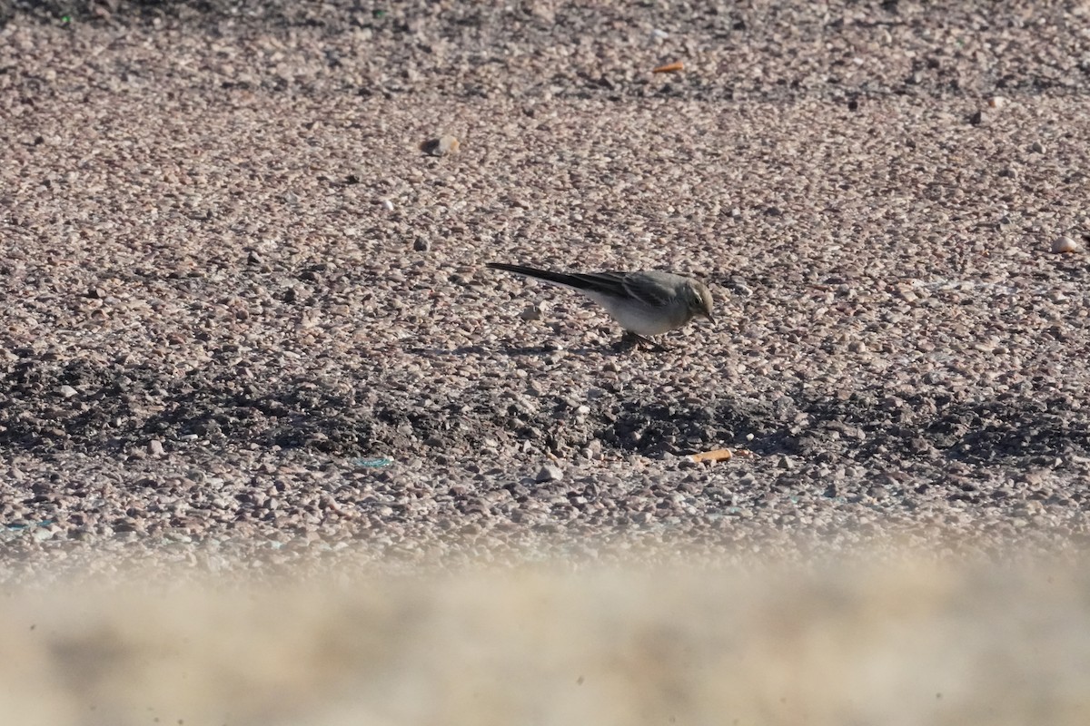 White Wagtail - ML640412842