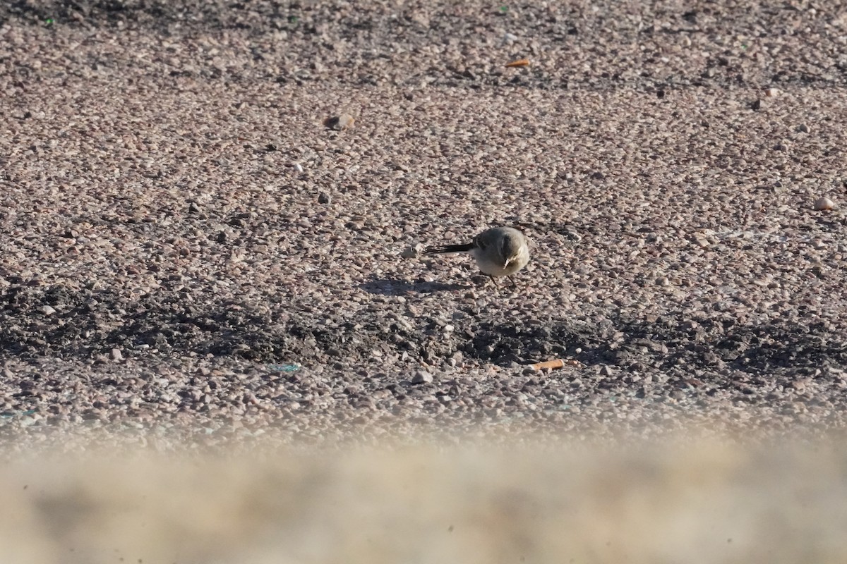 White Wagtail - ML640412843