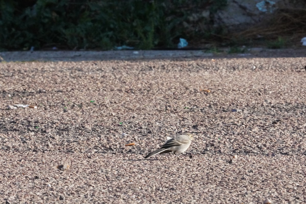 White Wagtail - ML640412845