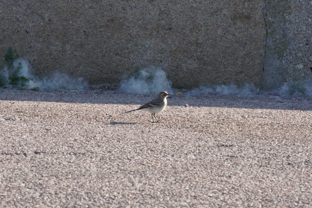 White Wagtail - ML640412846